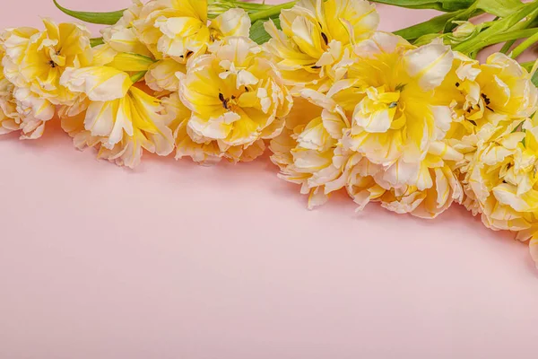 Świeże Lekkie Tulipany Piwonii Pastelowym Różowym Tle Uroczysta Koncepcja Dzień — Zdjęcie stockowe