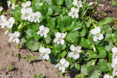 Çiçek açan beyaz menekşeler bahçede yetişir. Bahar bahçıvanlığı, dış mekan konsepti, çiçek tarzı. Güzel doğa duvar kağıdı