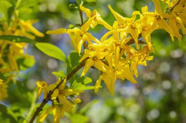 Bahçede çiçek açan fındık çiçekleri. Bahar bahçıvanlığı, dış mekan konsepti, çiçek tarzı. Güzel doğa duvar kağıdı