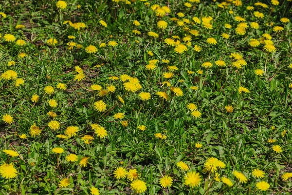 Ogrodzie Rośnie Kwitnący Mniszek Lekarski Wiosenne Ogrodnictwo Plenerowe Tło Koncepcyjne — Zdjęcie stockowe
