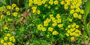 Çiçek açan Euphorbia nicaeensis bahçede yetişiyor. Bahar bahçıvanlığı, dış mekan konsepti, çiçek tarzı. Güzel doğa duvar kağıdı