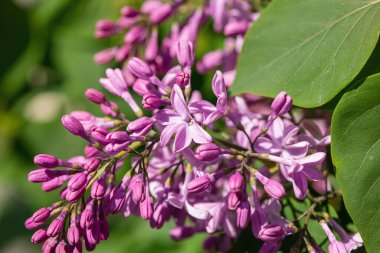 Bahçede çiçek açan leylak. Bahar bahçıvanlığı, dış mekan konsepti, çiçek tarzı. Güzel doğa duvar kağıdı