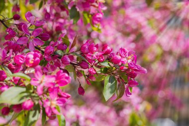 Bahçede çiçek açan kiraz ağacı. Bahar mevsiminde yetişen bitkiler. Bahçıvanlık konsepti arka plan, çiçek tarzı