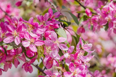 Bahçede çiçek açan kiraz ağacı. Bahar mevsiminde yetişen bitkiler. Bahçıvanlık konsepti arka plan, çiçek tarzı