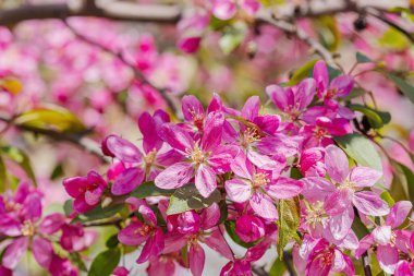 Bahçede çiçek açan kiraz ağacı. Bahar mevsiminde yetişen bitkiler. Bahçıvanlık konsepti arka plan, çiçek tarzı