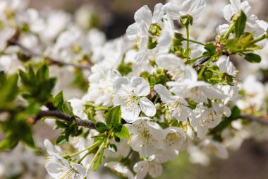 Bahçede çiçek açan kiraz ağacı. Bahar mevsiminde yetişen bitkiler. Bahçıvanlık konsepti arka plan, çiçek tarzı