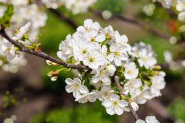 Bahçede çiçek açan kiraz ağacı. Bahar mevsiminde yetişen bitkiler. Bahçıvanlık konsepti arka plan, çiçek tarzı