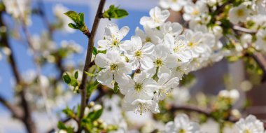 Bulutsuz mavi gökyüzünün arka planında çiçek açan kiraz ağacı. Bahar mevsiminde yetişen bitkiler. Bahçıvanlık konsepti, çiçek tarzı.