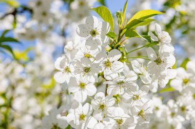 Bulutsuz mavi gökyüzünün arka planında çiçek açan kiraz ağacı. Bahar mevsiminde yetişen bitkiler. Bahçıvanlık konsepti, çiçek tarzı.