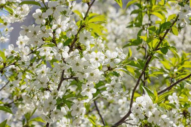Bahçede çiçek açan kiraz ağacı. Bahar mevsiminde yetişen bitkiler. Bahçıvanlık konsepti arka plan, çiçek tarzı