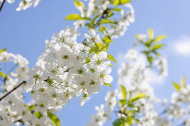 Bulutsuz mavi gökyüzünün arka planında çiçek açan kiraz ağacı. Bahar mevsiminde yetişen bitkiler. Bahçıvanlık konsepti, çiçek tarzı.