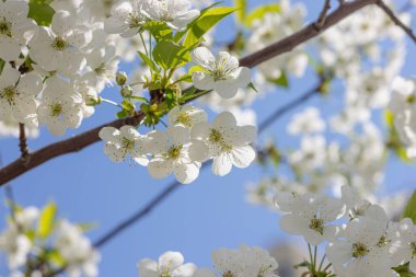 Bulutsuz mavi gökyüzünün arka planında çiçek açan kiraz ağacı. Bahar mevsiminde yetişen bitkiler. Bahçıvanlık konsepti, çiçek tarzı.