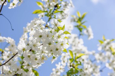 Bulutsuz mavi gökyüzünün arka planında çiçek açan kiraz ağacı. Bahar mevsiminde yetişen bitkiler. Bahçıvanlık konsepti, çiçek tarzı.