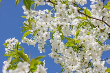 Bulutsuz mavi gökyüzünün arka planında çiçek açan kiraz ağacı. Bahar mevsiminde yetişen bitkiler. Bahçıvanlık konsepti, çiçek tarzı.