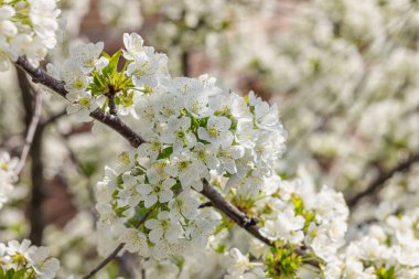 Bahçede çiçek açan kiraz ağacı. Bahar mevsiminde yetişen bitkiler. Bahçıvanlık konsepti arka plan, çiçek tarzı