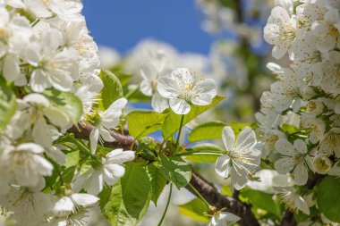 Bulutsuz mavi gökyüzünün arka planında çiçek açan kiraz ağacı. Bahar mevsiminde yetişen bitkiler. Bahçıvanlık konsepti, çiçek tarzı.