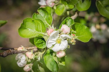 Bahçede çiçek açan elma ağacı. Bahar mevsiminde yetişen bitkiler. Bahçıvanlık konsepti arka plan, çiçek tarzı