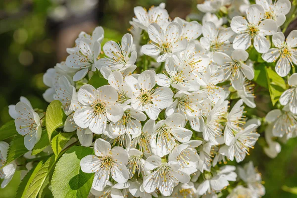 Kvetoucí Třešeň Zahradě Jarní Sezóna Pěstování Rostlin Zahradní Koncept Pozadí — Stock fotografie