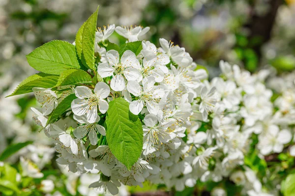 Kvetoucí Třešeň Zahradě Jarní Sezóna Pěstování Rostlin Zahradní Koncept Pozadí — Stock fotografie