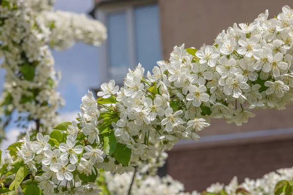 Kvetoucí Třešeň Městě Pozadí Bezmračné Modré Oblohy Jarní Sezóna Pěstování — Stock fotografie