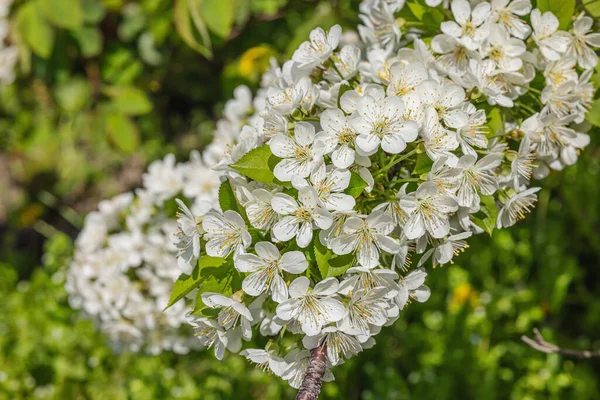 Blooming Cherry Tree Garden Spring Seasonal Growing Plants Gardening Concept — стоковое фото