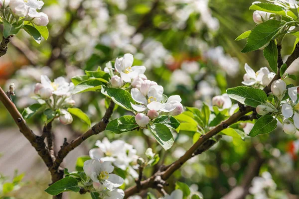 Blooming apple tree in the garden. Spring seasonal of growing plants. Gardening concept background, floral style