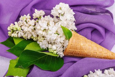 Beyaz leylak çiçekleri kremalı dondurma külahları içinde beton zeminde. Düz yatak, mor peçete, geleneksel bahar konsepti, yakın çekim.