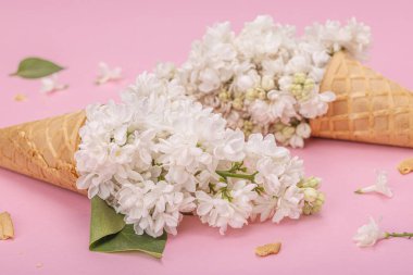 Beyaz leylak çiçekleri pembe arka planda kremalı dondurma külahları. Düz yatak, geleneksel bahar konsepti, yakın çekim.