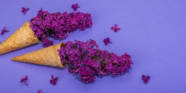 Mor arka planda mor leylak çiçekleri ve kremalı dondurma. Düz yatak, geleneksel bahar konsepti, tebrik kartı, sert ışık, koyu gölge, pankart biçimi