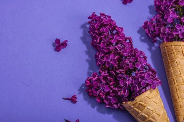 stock image Violet lilac flowers in waffle ice cream cones on purple background. Flat lay, traditional spring concept, greeting card, hard light, dark shadow, top view