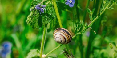 Salyangoz, unutma beni çiçeğinin doğasında yok. Orman, vahşi yaşam, açık hava konsepti. Güzellik çiçek açıyor, seçici odaklanma, düz yatış, makro