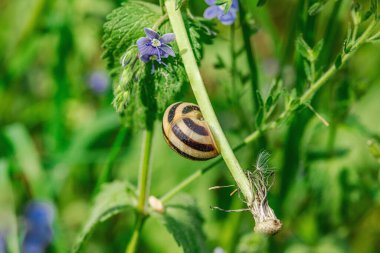 Salyangoz, unutma beni çiçeğinin doğasında yok. Orman, vahşi yaşam, açık hava konsepti. Güzellik çiçek açıyor, seçici odaklanma, düz yatış, makro