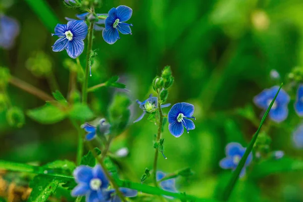 Forget-me-not flower growing in nature. Forest, wildlife, outdoor concept. Beauty blooming, selective focus, flat lay, macro