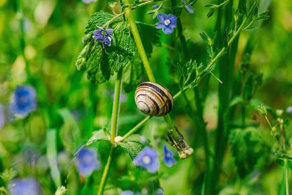 Snail Forget Flower Nature Forest Wildlife Outdoor Concept Beauty Blooming — Stock Photo, Image