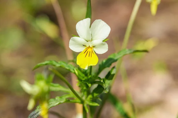 stock image Forest violets are growing in nature. Wildlife, outdoor concept. Beauty blooming, selective focus, flat lay, macro