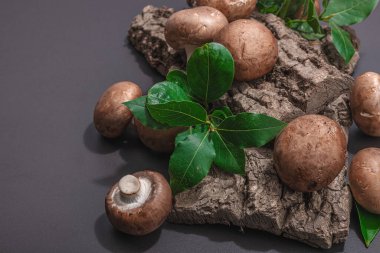 Meşe ağacı kabuğundaki kraliyet şampiyonları taze yeşil defne yapraklarıyla. Vejetaryen yemeği pişirmek için sağlıklı malzeme. Sert ışık, karanlık gölge, seçici odaklanma, siyah taş beton zemin, kopyalama alanı