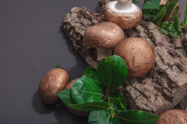 Meşe ağacı kabuğundaki kraliyet şampiyonları taze yeşil defne yapraklarıyla. Vejetaryen yemeği pişirmek için sağlıklı malzeme. Sert ışık, karanlık gölge, seçici odak, siyah taş beton arka plan, kapat