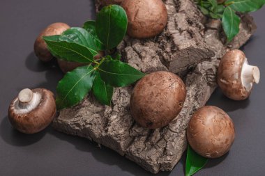 Meşe ağacı kabuğundaki kraliyet şampiyonları taze yeşil defne yapraklarıyla. Vejetaryen yemeği pişirmek için sağlıklı malzeme. Sert ışık, karanlık gölge, seçici odak, siyah taş beton arka plan, kapat