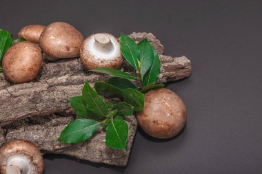 Meşe ağacı kabuğundaki kraliyet şampiyonları taze yeşil defne yapraklarıyla. Vejetaryen yemeği pişirmek için sağlıklı malzeme. Sert ışık, karanlık gölge, seçici odaklanma, siyah taş beton zemin, kopyalama alanı