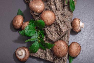 Meşe ağacı kabuğundaki kraliyet şampiyonları taze yeşil defne yapraklarıyla. Vejetaryen yemeği pişirmek için sağlıklı malzeme. Sert ışık, karanlık gölge, seçici odak, siyah taş beton arka plan, üst görüş