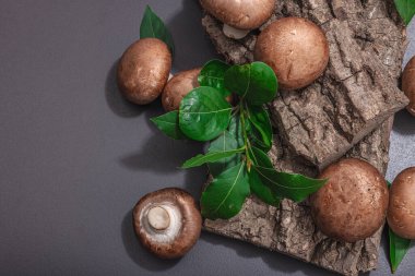 Meşe ağacı kabuğundaki kraliyet şampiyonları taze yeşil defne yapraklarıyla. Vejetaryen yemeği pişirmek için sağlıklı malzeme. Sert ışık, karanlık gölge, seçici odak, siyah taş beton arka plan, üst görüş