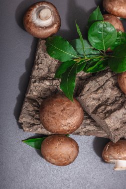 Meşe ağacı kabuğundaki kraliyet şampiyonları taze yeşil defne yapraklarıyla. Vejetaryen yemeği pişirmek için sağlıklı malzeme. Sert ışık, karanlık gölge, seçici odak, siyah taş beton arka plan, üst görüş