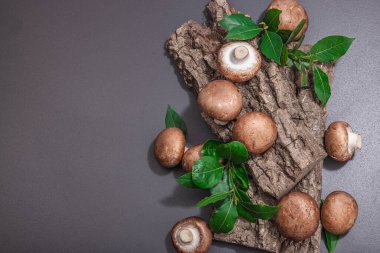 Meşe ağacı kabuğundaki kraliyet şampiyonları taze yeşil defne yapraklarıyla. Vejetaryen yemeği pişirmek için sağlıklı malzeme. Sert ışık, karanlık gölge, seçici odak, siyah taş beton arka plan, üst görüş