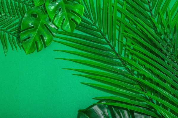 夏休みのコンセプト ヤシやモンスターの葉 蘭の花 熱帯緑の背景 ハードライト 暗い影 フラットレイアウト トップビュー — ストック写真