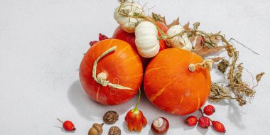 Işık taşı arka planında sonbahar kompozisyonu. Dekoratif balkabakları, meşe palamutları, böğürtlen ve fındık. Sonbahar yaprakları, düz yatış, metin için yer, pankart biçimi