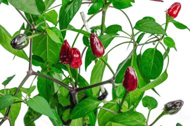 Olgun biber meyveleriyle çiçek açan kuş gözü biberi. Kentsel tarım kavramı. Pencere kenarında bitki yetişiyor. Sıcak tatlar, iklim sonuçları yiyecekler, beyaz arka plan