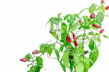 Olgun biber meyveleriyle çiçek açan kuş gözü biberi. Kentsel tarım kavramı. Pencere kenarında bitki yetişiyor. Sıcak tatlar, iklim sonuçları yiyecekler, beyaz arka plan