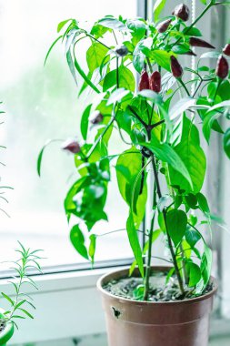 Pencere kenarında olgun biber meyveleriyle çiçek açan kuş gözü kırmızı biberinin bulanık fotoğrafı. Kentsel tarım kavramı, bitki yetiştirme. Sıcak tatlar, mis kokulu bitkiler, beyaz arka plan