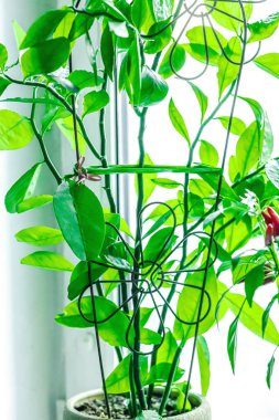 Pencere kenarındaki ev bitkisinin bulanık fotoğrafı. Şehir çiftçiliği konsepti, kapalı alanda büyümek. Sıcak tatlar, mis kokulu bitkiler, beyaz arka plan