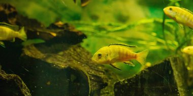 Afrika Malavi Cichlids. Akvaryumdaki ev balıklarının bulanık fotoğrafı, evcil hayvan bakım konsepti. Farklı hayvan türleri, su yaşam tarzı, afiş biçimi